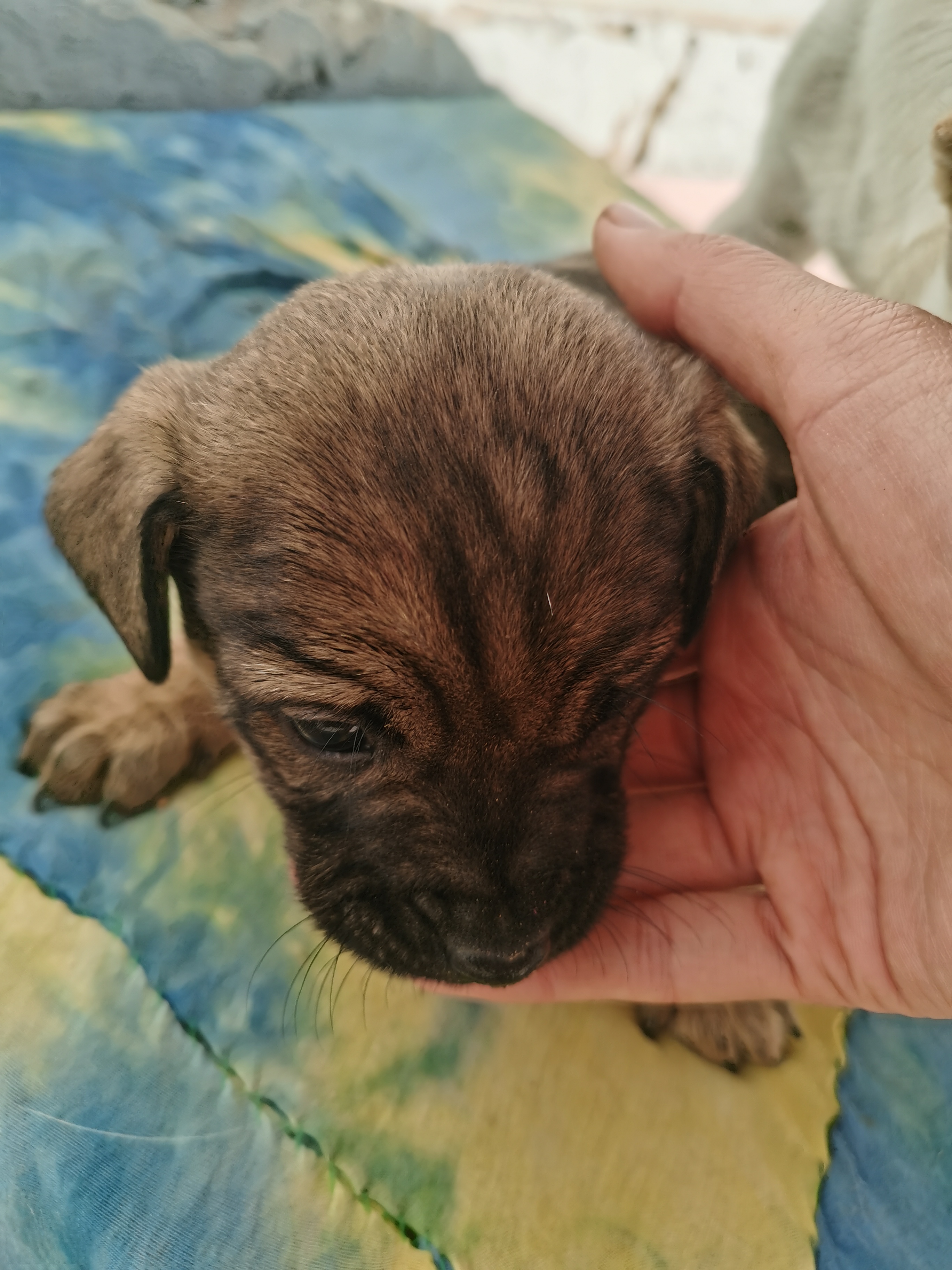 中华田园犬，足月可吃辅食